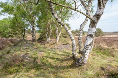Elspeet Hollanda heath huş ağacı.