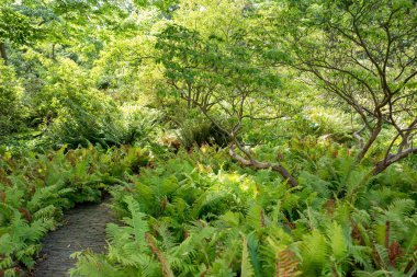 Ferns bahçesinde Hortus Botanicus Leiden, Hollanda.