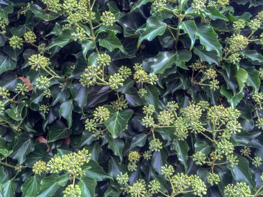 Hedera helix bitkiler çiçeklenme Wassenaar, Hollanda.