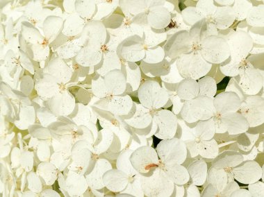 Ortanca çiçekleri yakın çekim Wassenaar Hollanda.