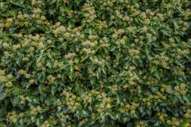 Hedera helix bitkiler çiçeklenme Wassenaar, Hollanda.