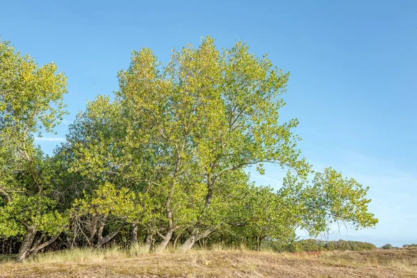 Poplars Amsterdam Water Abstraction Dunes Zilk Netherlands — Stock Photo, Image