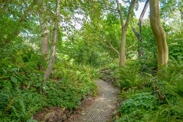 Plantas Árboles Jardín Del Hortus Botanicus Leiden Holanda — Foto de Stock