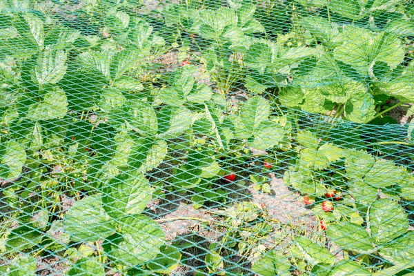 Plantas Fresa Bajo Una Red Protectora Huerto Ecológico Groentenhof Leidschendam —  Fotos de Stock