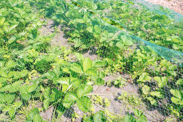Strawberry Plants Protective Net Organic Vegetable Garden Groentenhof Leidschendam Netherlands — Stock Photo, Image
