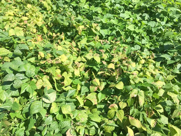 有機性菜園で Bean の植物 — ストック写真