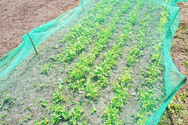 Plantas Sob Uma Rede Proteção Uma Horta Orgânica — Fotografia de Stock