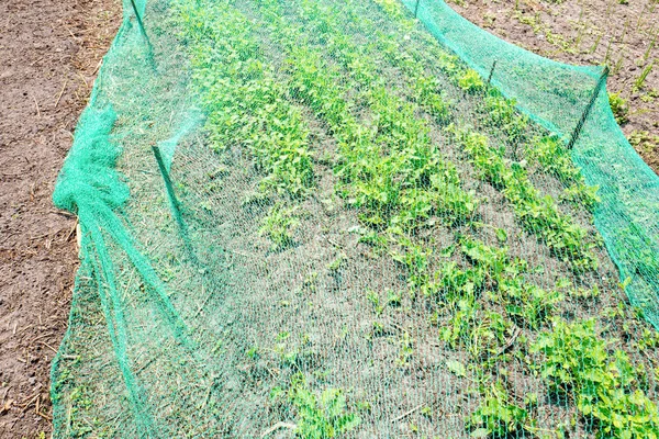 Bitkileri koruyucu net bir organik sebze bahçesi altında.