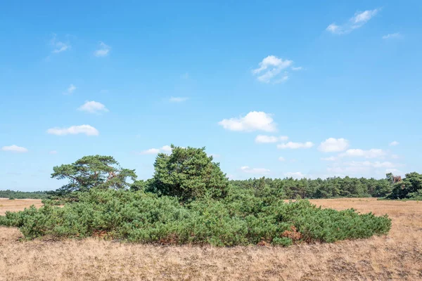 Naaldboom Het Nationaal Park Hoge Veluwe Nederland — Stockfoto