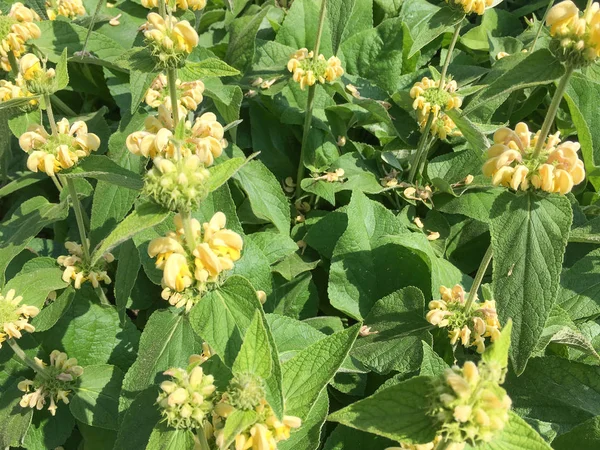 풀리스 리아나 Phlomis Russelliana 네덜란드 쇼텐의 피우고 — 스톡 사진