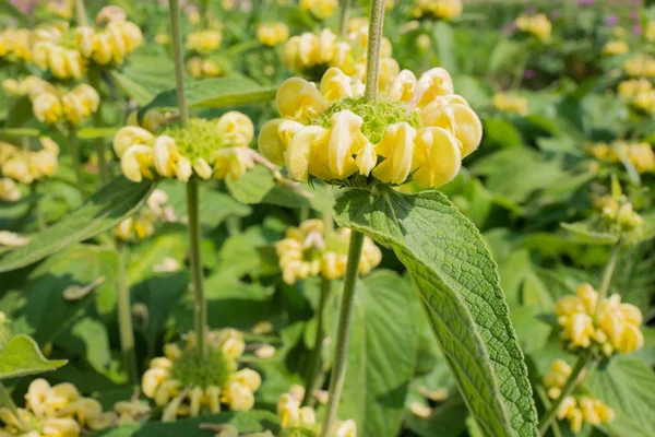 Rośliny Phlomis Russelliana Kwitnące Duivenvoorde Voorschoten Holandia — Zdjęcie stockowe