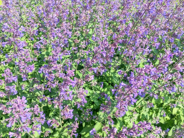 Agastache Niebieski Fortuny Lub Giant Hysso Rośliny Kwitnące Duivenvoorde Mieście — Zdjęcie stockowe