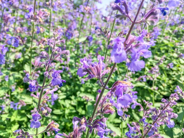 Agastache Blue Fortune Giant Hysso Plants Flowering Duivenvoorde Voorschoten Netherlands — Stock Photo, Image