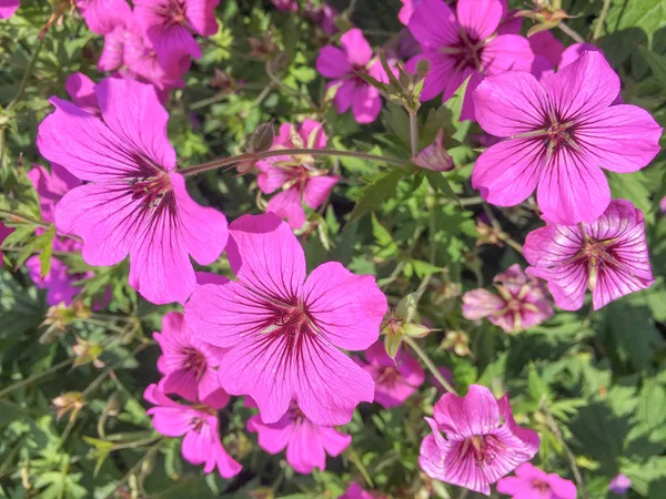 Geranium Psil Patricia Plants Flowering Duivenvoorde Voorschoten Netherlands — Stock Photo, Image