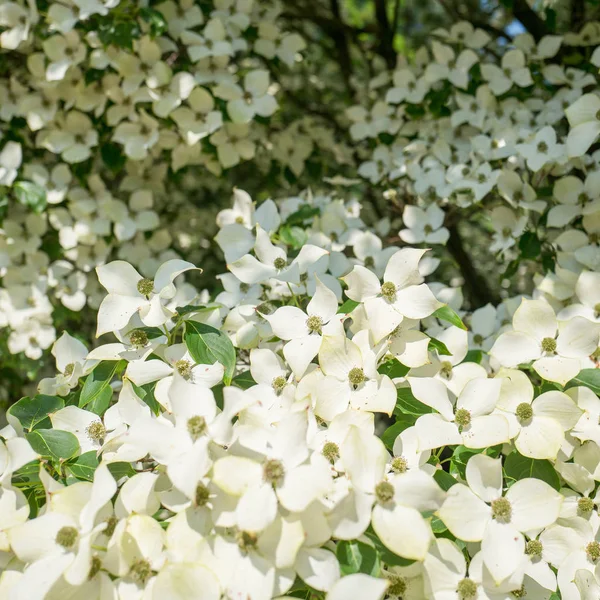 Dogwood Árbol Primer Plano Finca Duivenvoorde Voorschoten Los Países Bajos —  Fotos de Stock