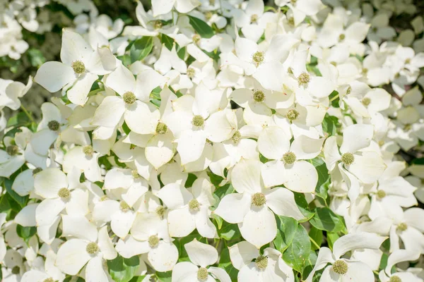 Dogwood Träd Närbild Duivenvoorde Estate Voorschoten Nederländerna — Stockfoto