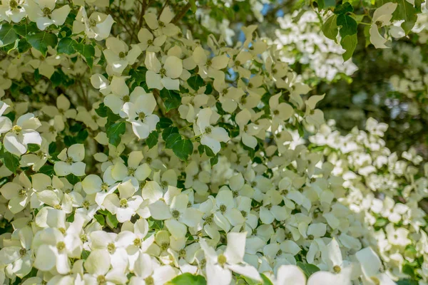 Dogwood tree in close-up at Duivenvoorde estate in Voorschoten in the Netherlands.