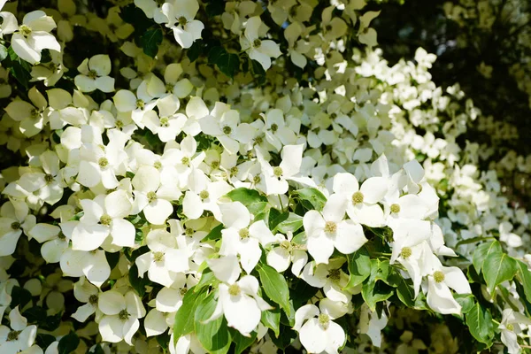 Dogwood Tree Bloom Close Duivenvoorde Estate Voorschoten Netherlands — Stock Photo, Image