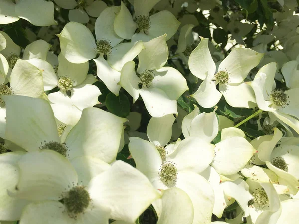 Dogwood Árbol Flor Primer Plano Finca Duivenvoorde Voorschoten Los Países —  Fotos de Stock