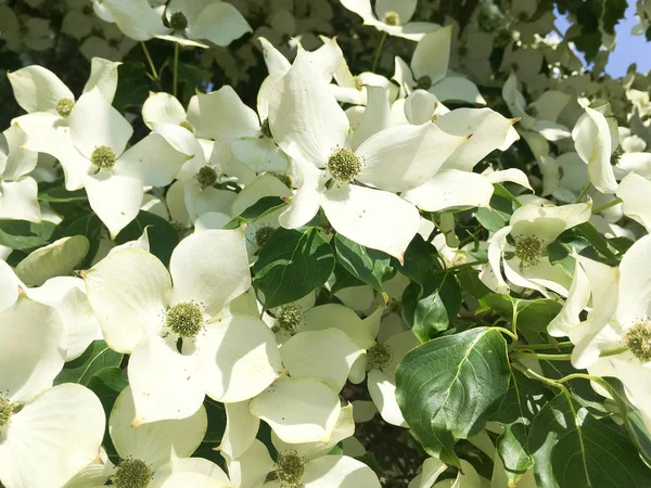 Dogwood Träd Blom Närbild Duivenvoorde Estate Voorschoten Nederländerna — Stockfoto