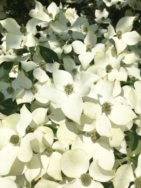 Dogwood Árbol Flor Primer Plano Finca Duivenvoorde Voorschoten Los Países —  Fotos de Stock