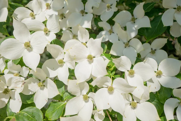 Kornoelje Boom Bloei Close Het Landgoed Duivenvoorde Voorschoten Nederland — Stockfoto