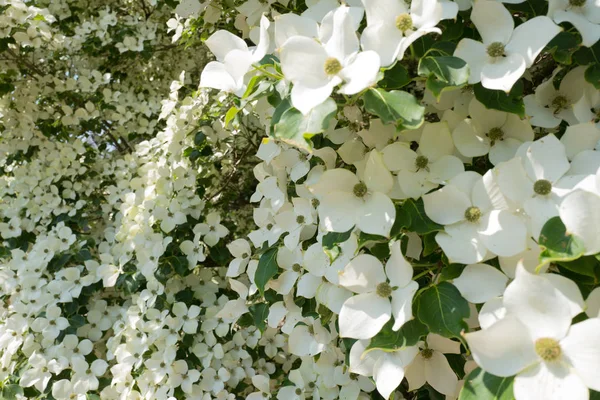 Cornouiller Fleurs Gros Plan Domaine Duivenvoorde Voorschoten Aux Pays Bas — Photo