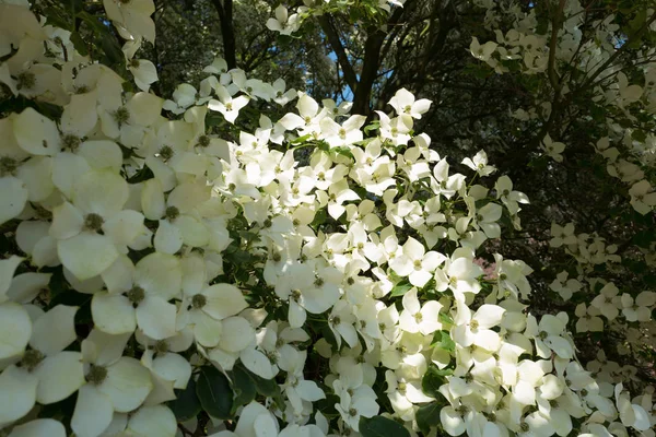 Dogwood Tree Bloom Close Duivenvoorde Estate Voorschoten Netherlands — Stock Photo, Image