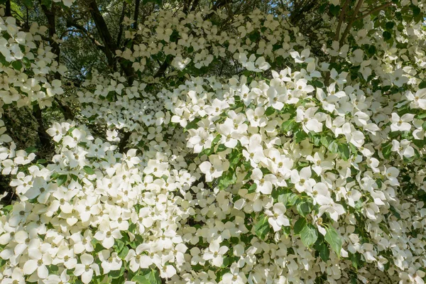 Yakın Çekim Voorschoten Hollanda Duivenvoorde Malikanesinde Çiçek Kızılcık Ağacından — Stok fotoğraf