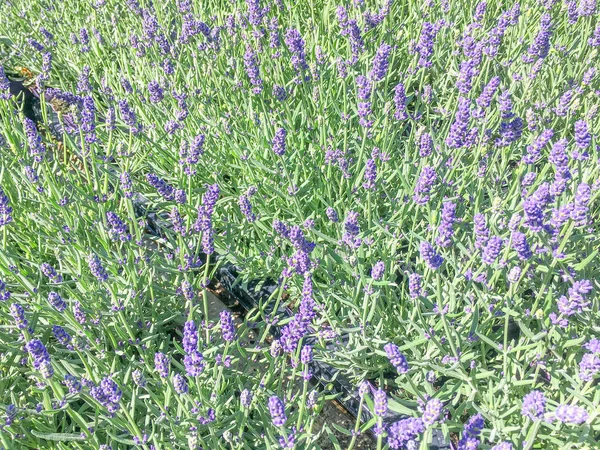 Lavendelpflanzen Einer Plantage Wassenaar Niederlande — Stockfoto