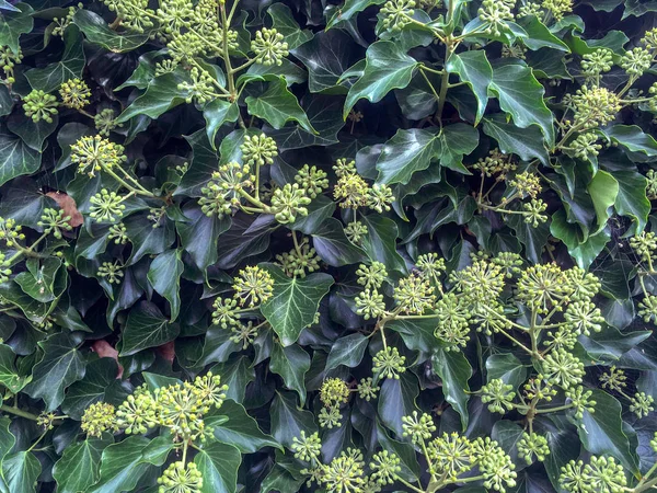 赫德拉螺旋藻植物开花在瓦塞纳尔 — 图库照片