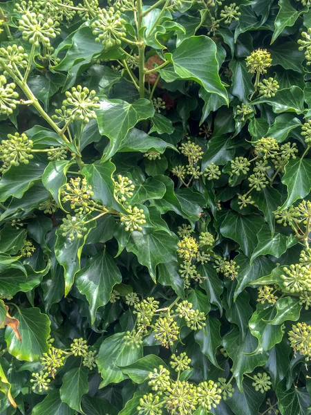 Hedera Helix Plantas Con Flores Wassenaar Países Bajos — Foto de Stock