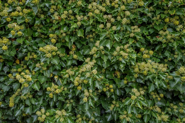 Hedera Helix Plantor Blomning Wassenaar Nederländerna — Stockfoto