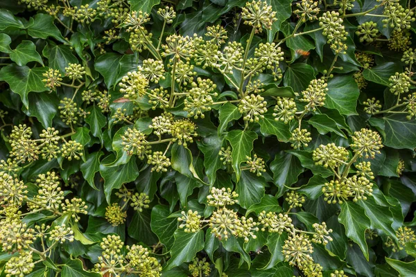 Hedera helix bitkiler çiçeklenme Wassenaar, Hollanda.