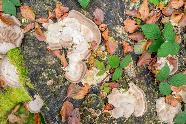 Herfst Achtergrond Met Trametes Gibbosa Paddestoelen Een Boomstronk — Stockfoto