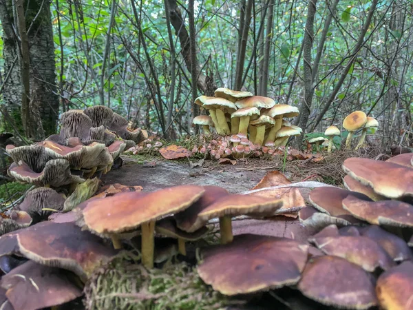 Armillaria Ostoyae Pilze Einem Wald Rijs Friesland Niederlande — Stockfoto