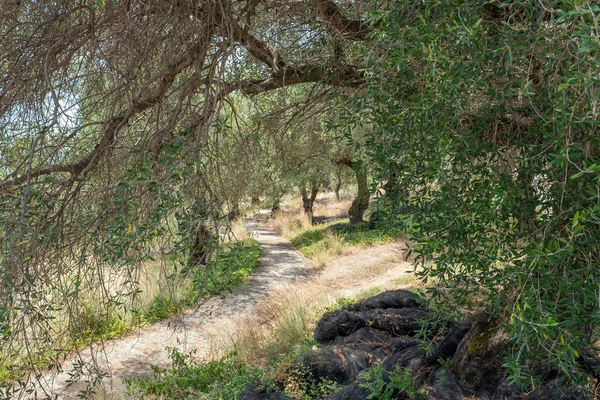 Olive Trees Barbati Corfu Greece — Stock Photo, Image