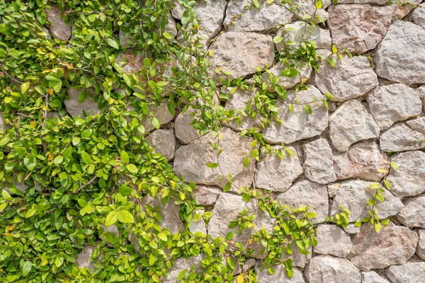 Achtergrond Muur Met Basaltblokken Takken Close — Stockfoto