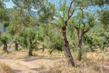 Zeytin ağaçları Glyfa Korfu, Yunanistan.