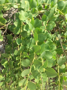 Korfu, Yunanistan Glyfa bitkilerde rock.