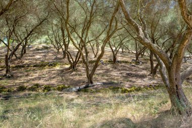 Zeytin ağaçları Lefkimi Korfu, Yunanistan.