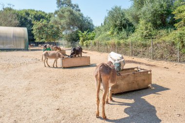 Yunanistan - Corfu - Paleokastritsa - 28 Temmuz 2018: Corfu eşek kurtarma kötü muamele eşekler Paleokastritsa: Korfu, Yunanistan için.