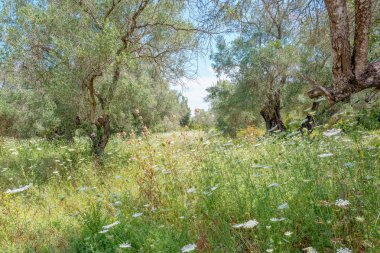 Manzara ile Daucus carota bitkiler Korfu, Yunanistan.