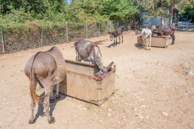 Yunanistan - Corfu - Paleokastritsa - 28 Temmuz 2018: Corfu eşek kurtarma kötü muamele eşekler Paleokastritsa: Korfu, Yunanistan için.