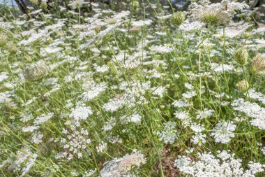Daucus carota bitkiler: Korfu, Yunanistan üzerinde göster.