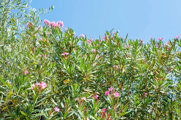 Oleanderbäume Blühen Nahaufnahme Auf Korfu Griechenland — Stockfoto