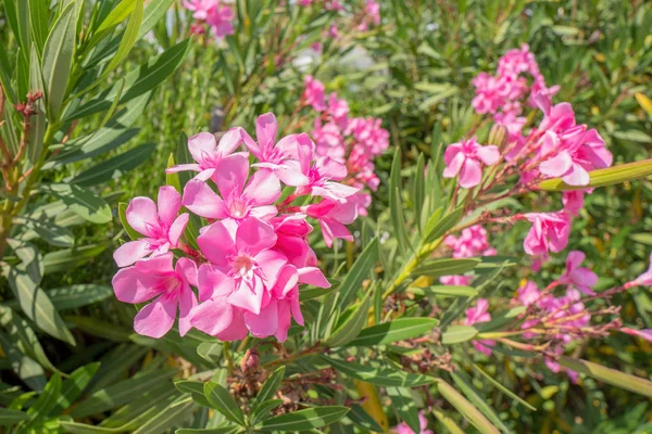 Oleander Shrubs Flowering Close Corfu Greece — Stock Photo, Image