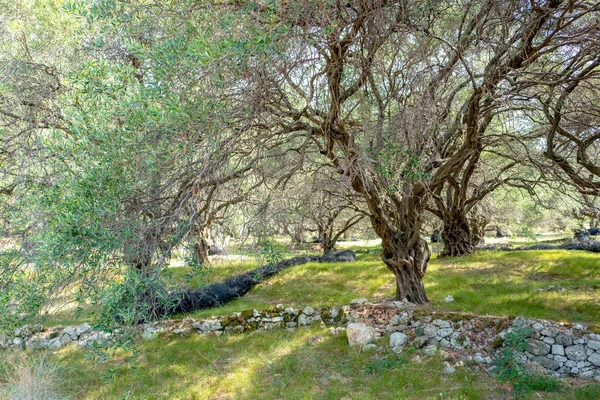Ελιές Ένα Κήπο Στην Περιοχή Γλύφα Στην Κέρκυρα Ελλάδα — Φωτογραφία Αρχείου