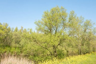 Kavak ağaçları ve Colza çiçekleri ile ilkbaharda bir göl ile Peyzaj.