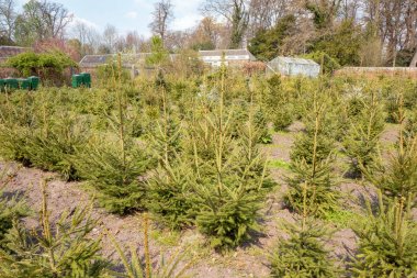 İade Noel ağaçları.